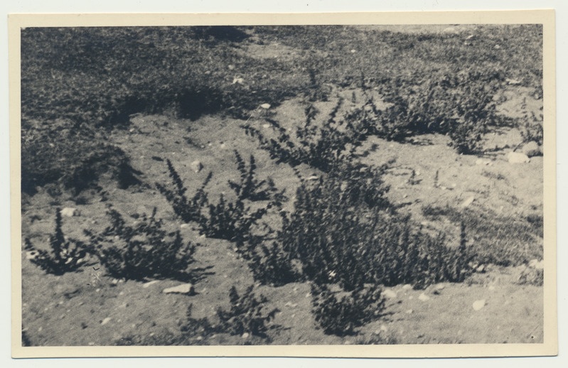 fotopostkaart, Saaremaa, ranna-ala taimed, u 1930, foto V. Suraš