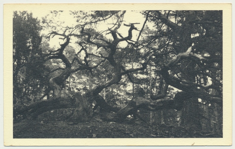 fotopostkaart, Hiiumaa, Ülendi Püha pärn, u 1930