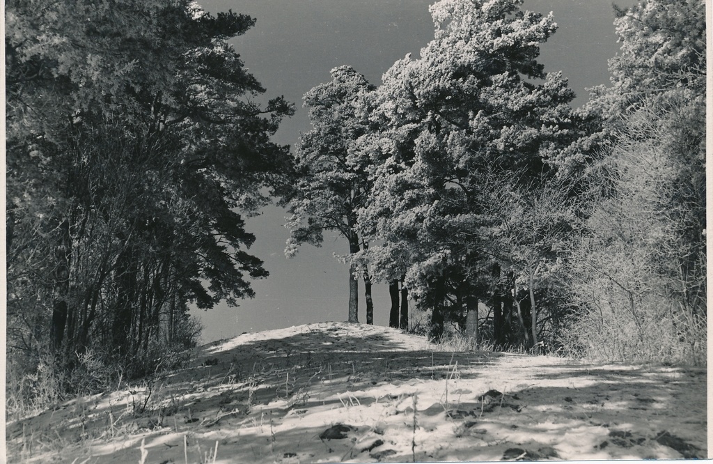 foto, Viljandi, Männimägi talvel, u 1960, foto A. Kiisla