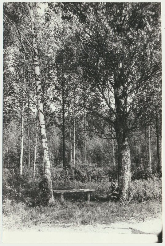 foto, Viljandimaa, Hüpassaare kased, pink, u 1975