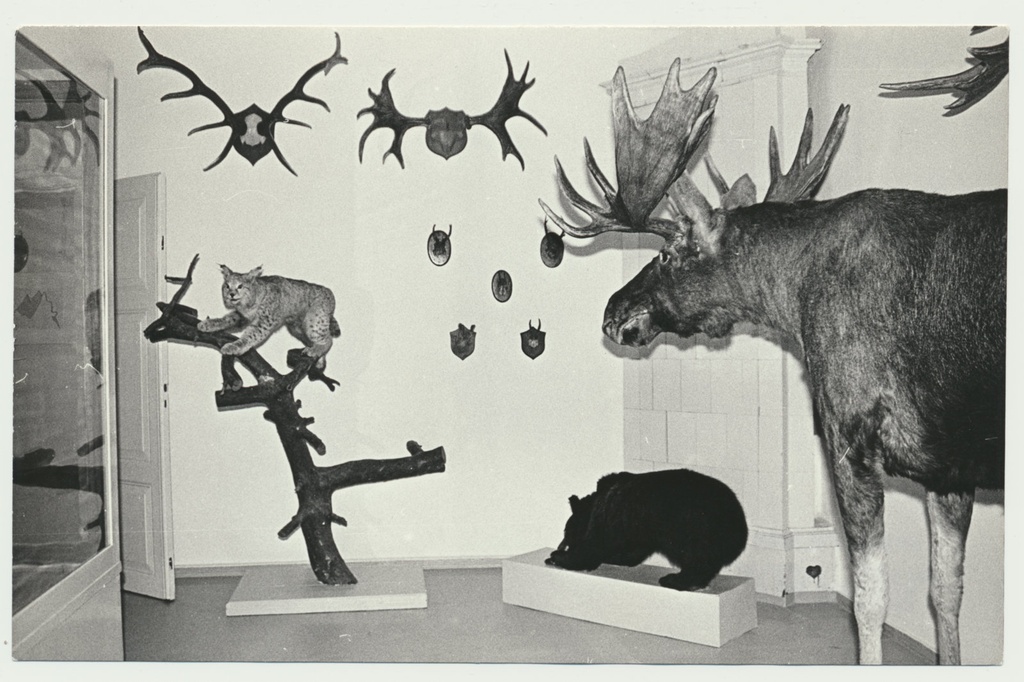 foto, Viljandi muuseum, loodusekspositsioon, 1993, foto E. Veliste