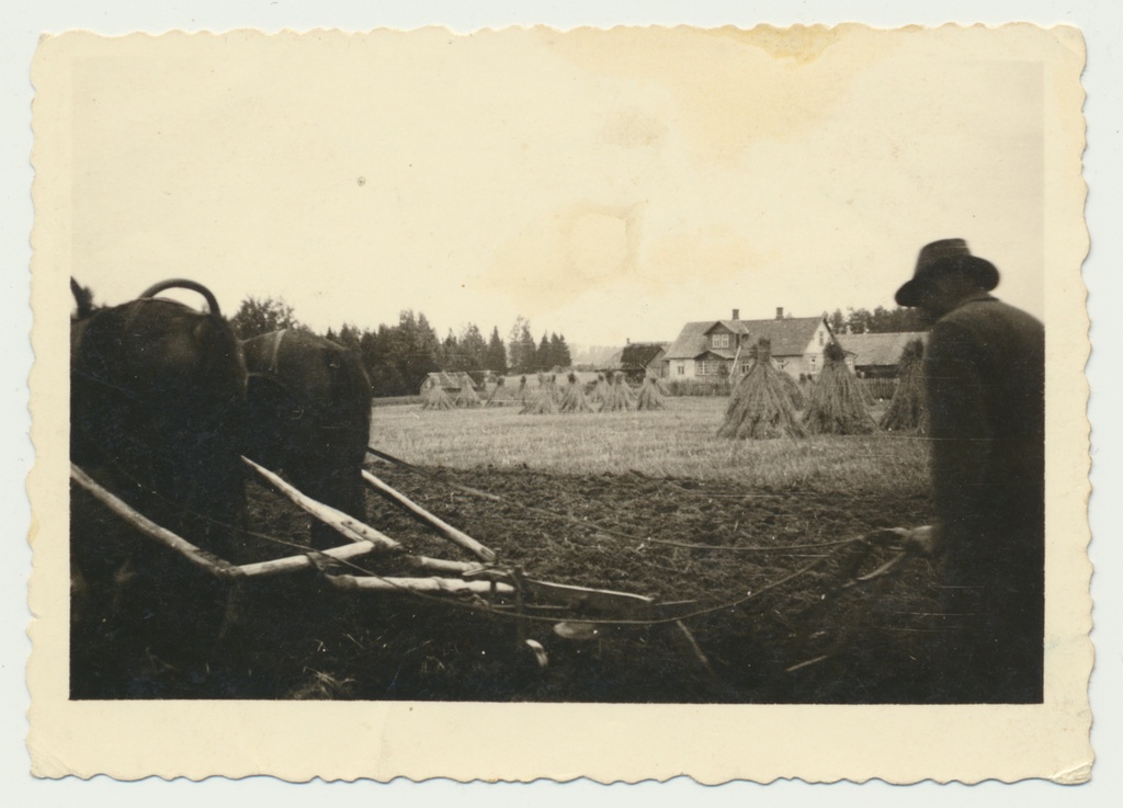 foto, Viljandimaa, Holstre vald, Aasa talu rendikoht, sügiskünd?, rukkihakid, talumaja, 1940