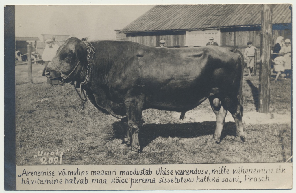 foto, Eesti maatõugu pull Koit, u 1935