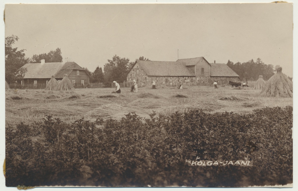 foto, Viljandimaa, Kolga-Jaani khk, rukkilõikus, taluhooned, u 1920