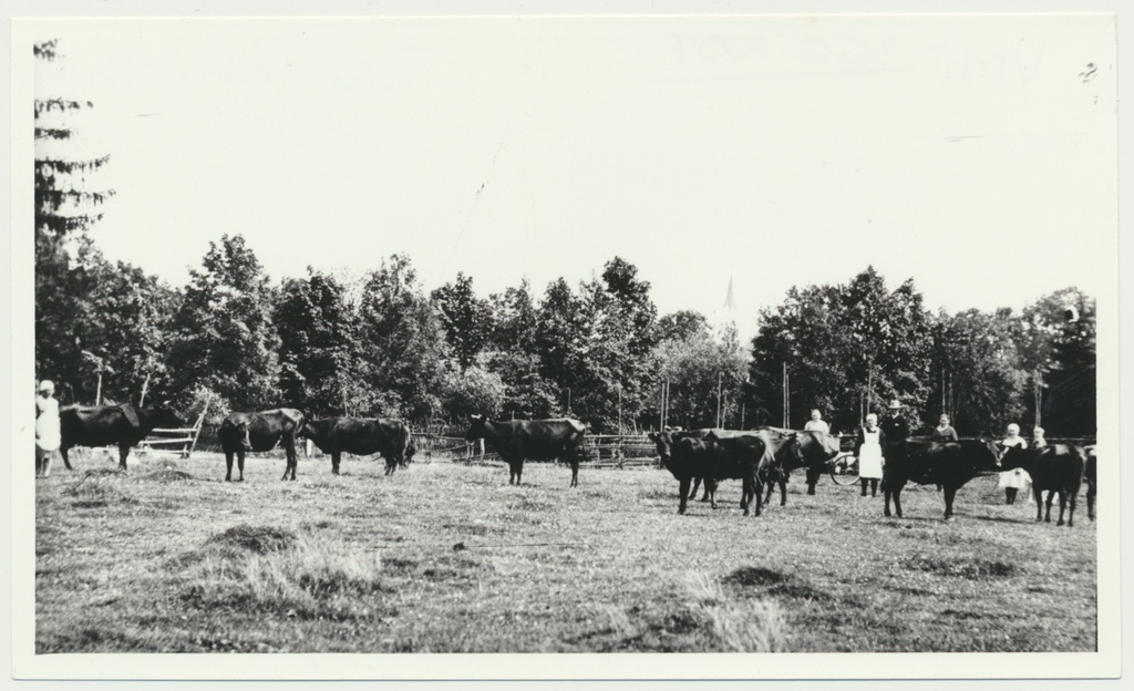 fotokoopia, Viljandimaa, Paistu khk, lehmakari, u 1935