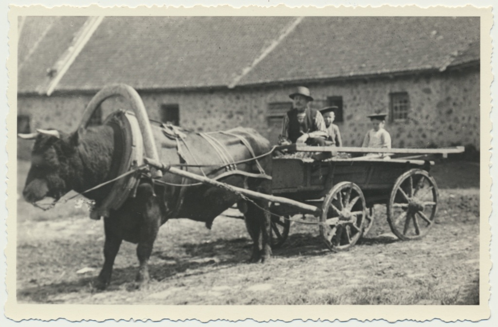 foto, Viljandimaa, Heimtali mõis, pull rakmes, 1912, foto M. Teng