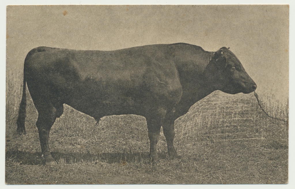 trükipostkaart, tõupull Mou, u 1925