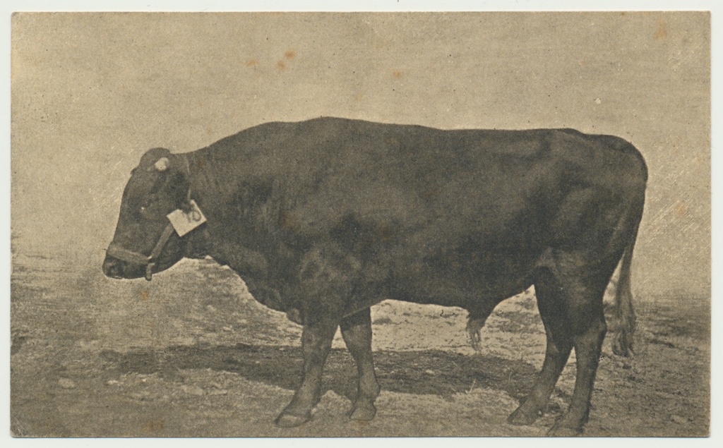 trükipostkaart, tõupull Mirul, u 1925