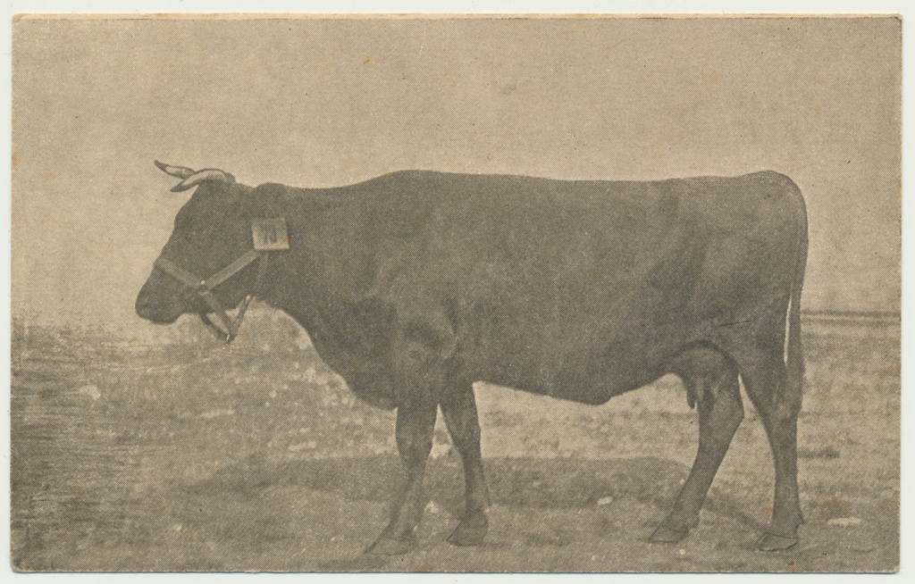 trükipostkaart, tõulehm Lehik, u 1925