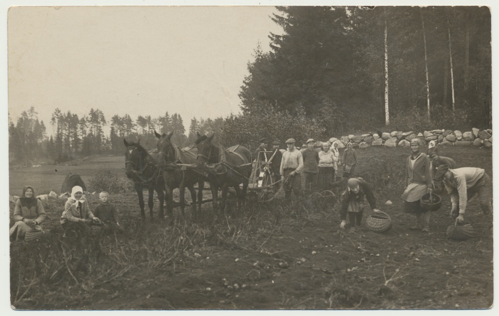 foto, Viljandimaa, Olustvere vald, Jaska-Tõnsu talu, kartulivõtt, u 1928