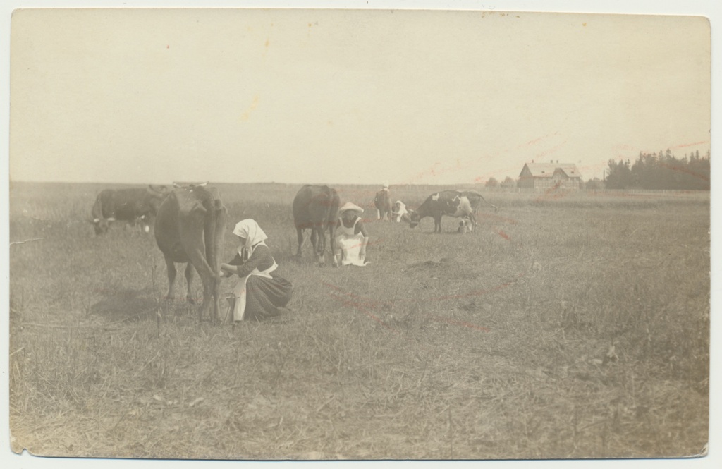 foto, Viljandimaa, Sahkapuu majapidamiskool, lehmalüps karjamaal, 1913, foto Parikas