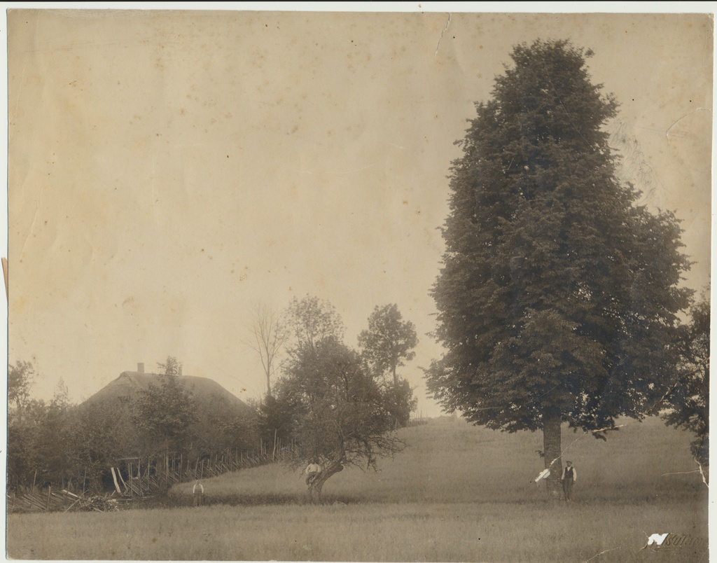 foto, Viljandimaa, Suure-Kõpu vald, Junsi talu, heinamaa, 1908, foto J. Isutamm