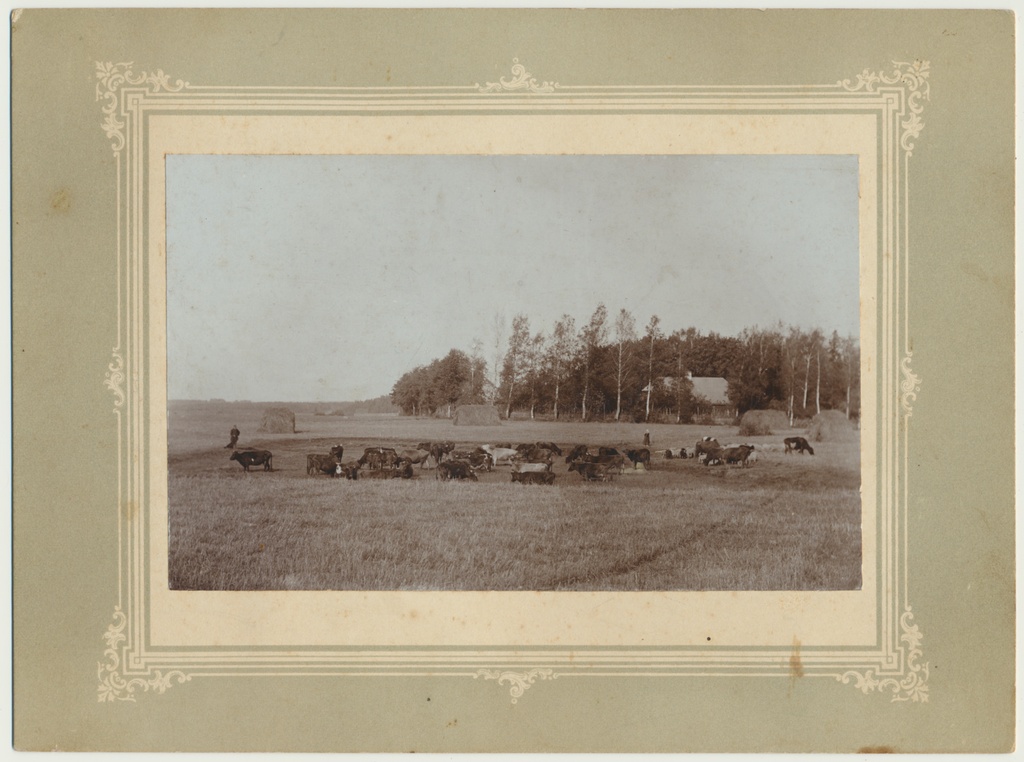 foto, Viljandimaa, Karksi mõis, Tauga karjamõis, karjamaa, u 1905