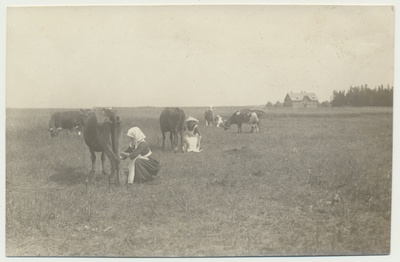foto, Tartumaa, Sahkapuu põllutöö ja majapidamiskool, karjamaa, lehmalüps, u 1915  duplicate photo