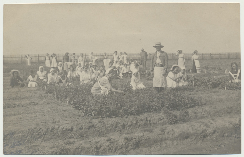 foto, Tartumaa, Sahkapuu põllutöö ja majapidamiskool, aiatöö, u 1915