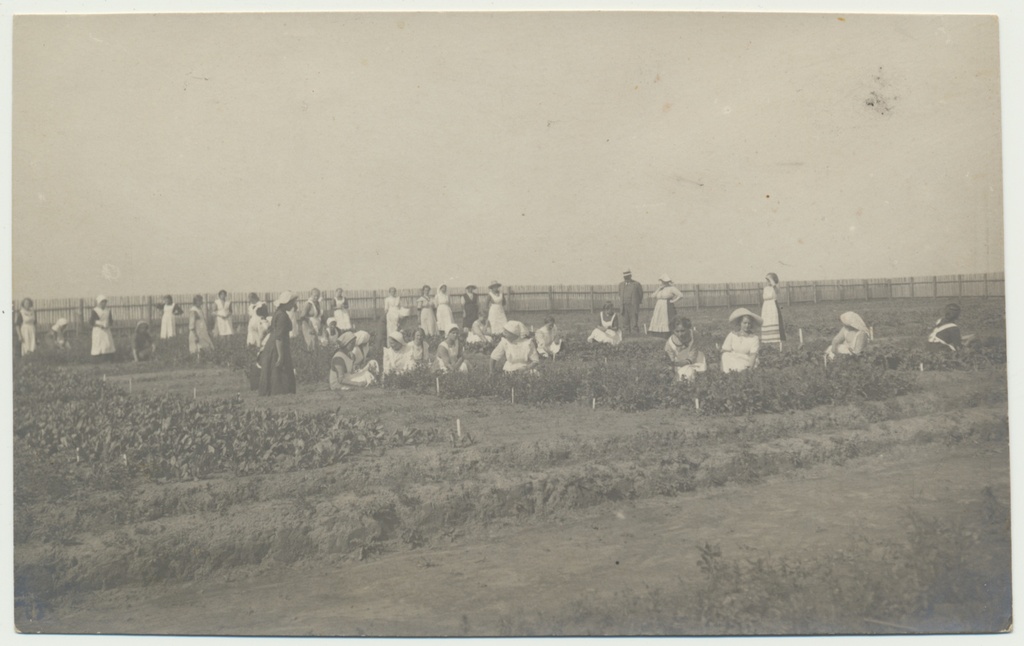 foto, Tartumaa, Sahkapuu põllutöö ja majapidamiskool, aiatöö, u 1915
