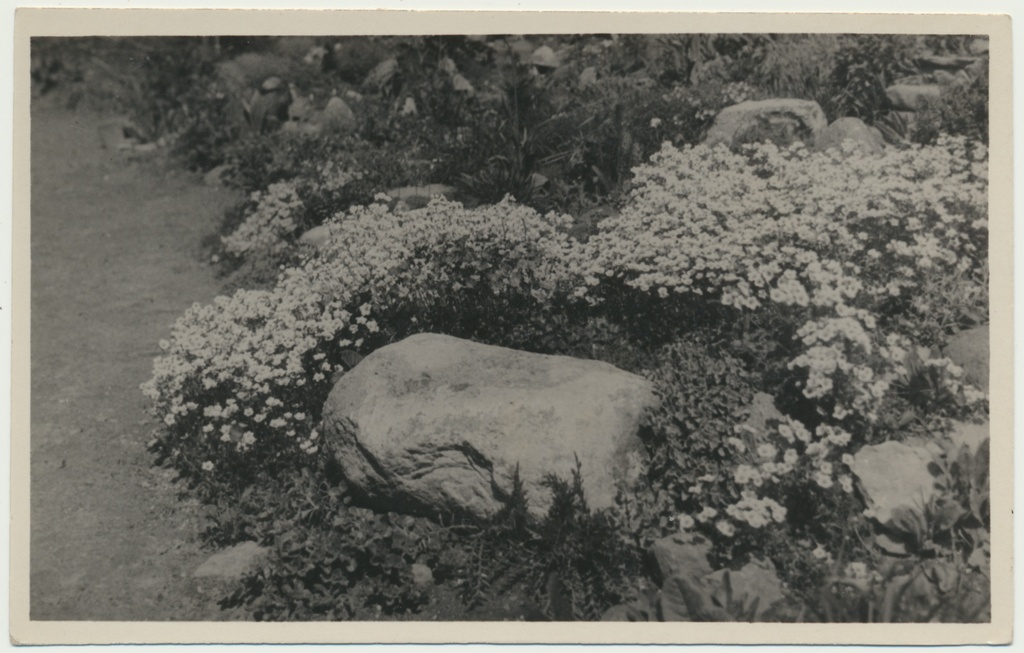 foto, Viljandi, Posti tn 42, Werncke, kiviktaimla, u 1935