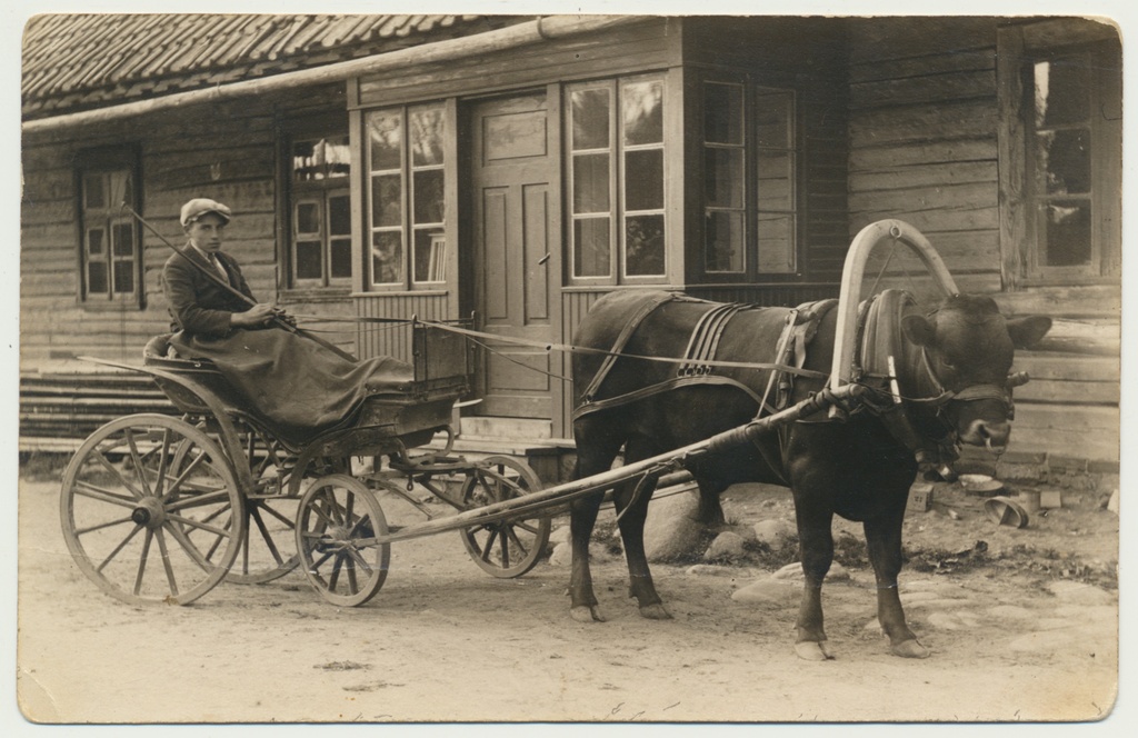 foto, Viljandimaa, Puiatu paruni härg vankri ees, u 1928, foto A. Metsamärt