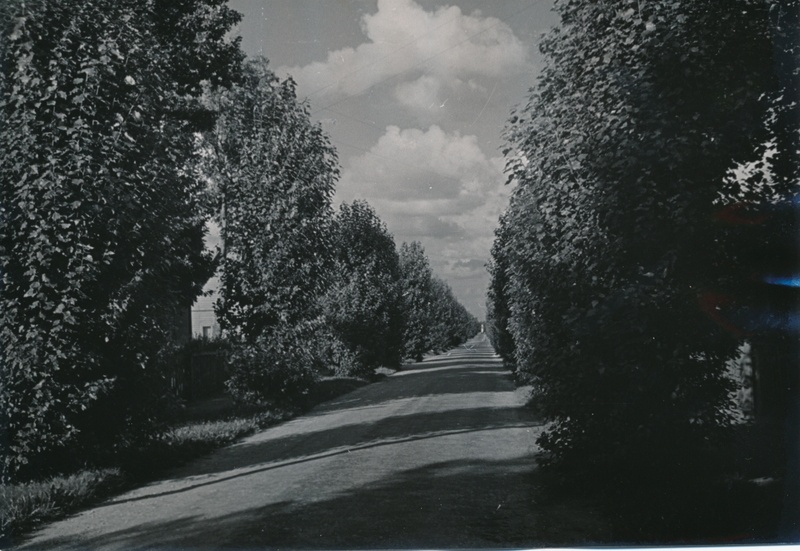 foto, Viljandi, Võidu pst (Endla tn), 1960?. F: A. Kiisla (vt ka VMF 151:8)