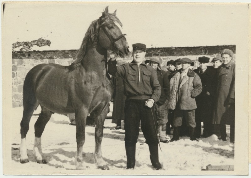 foto, Viljandimaa, Sinialliku kolhoos, Tori raskeveohobuse tõugu täkk, kevadine ülevaatus, 1949