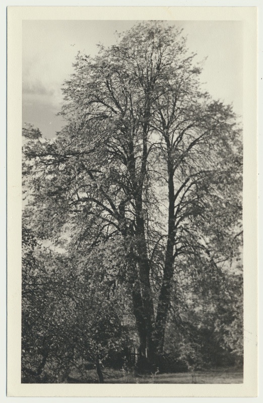 foto, Viljandimaa, Välgita park, 1959