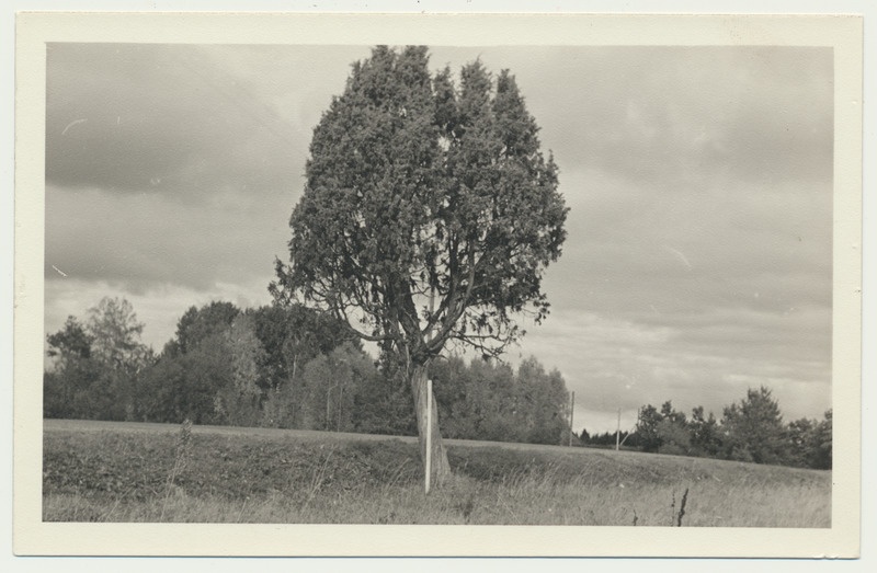 foto, Viljandimaa, Auksi kadakas, 1959