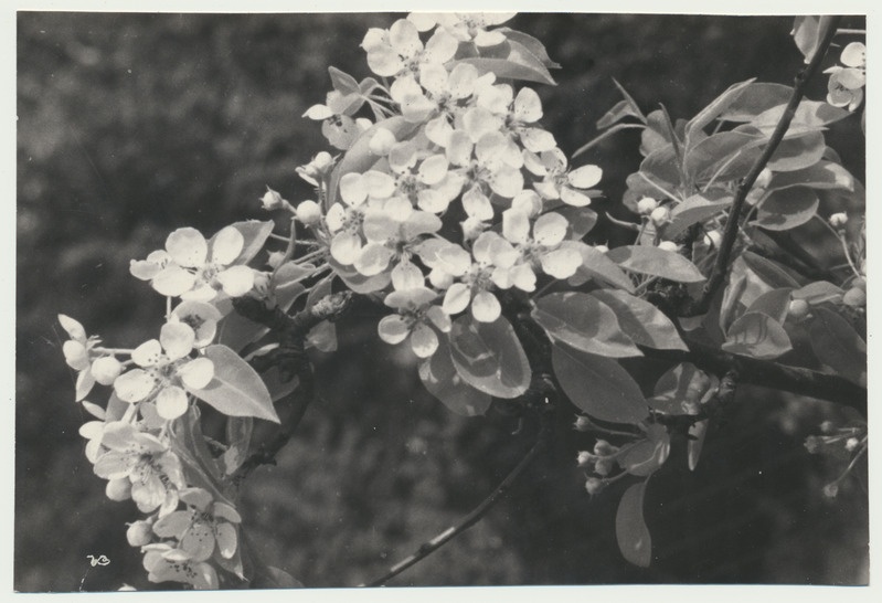 foto, Viljandimaa, Polli aiand, õitega mureli oks, 1963, foto A. Kiisla