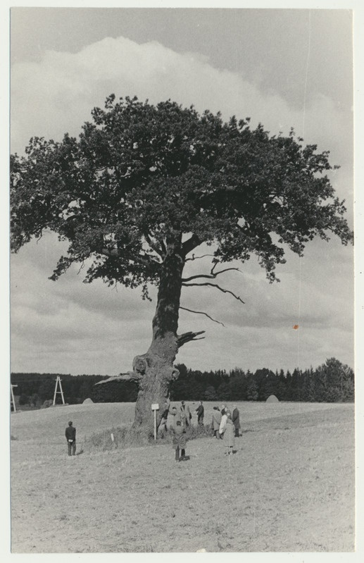 foto, Viljandimaa, Kärstna, Päidu tamm, 1973
