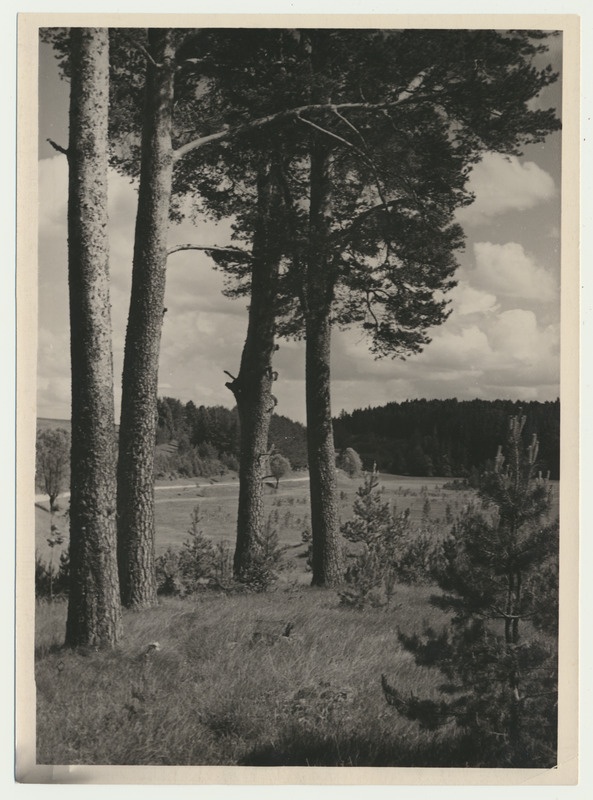 foto, Viljandimaa, Loodi maastik, 1960, foto A. Kiisla