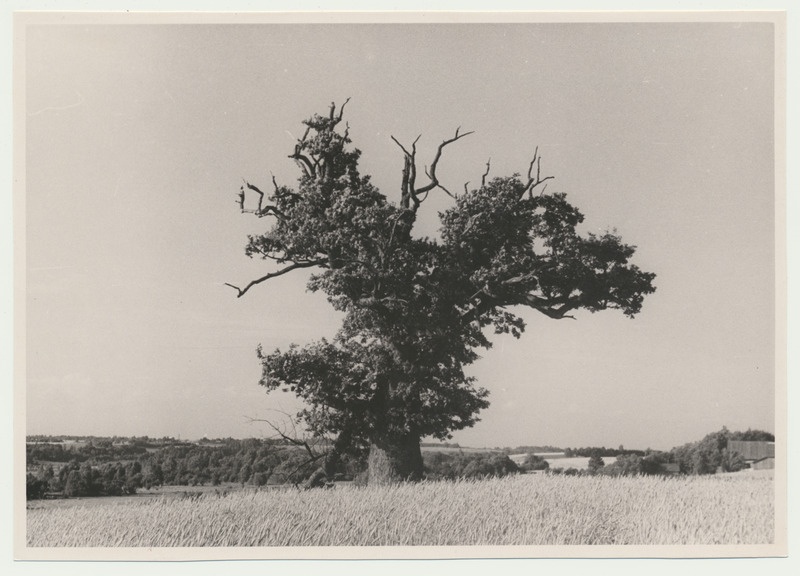foto, Viljandimaa, Viiralti tamm, u 1960