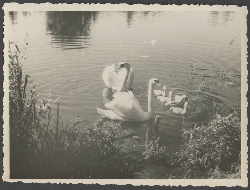 foto, Viljandi, Valuoja org, Suurtiik, luiged, suvi 1951
