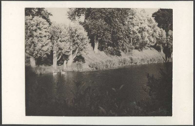 fotopostkaart, Viljandi, Valuoja org, Suurtiik, luiged, u 1955