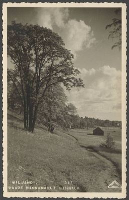 fotopostkaart, Viljandi, Männimäe nõlv, heinamaa, u 1925, foto J. Riet  duplicate photo