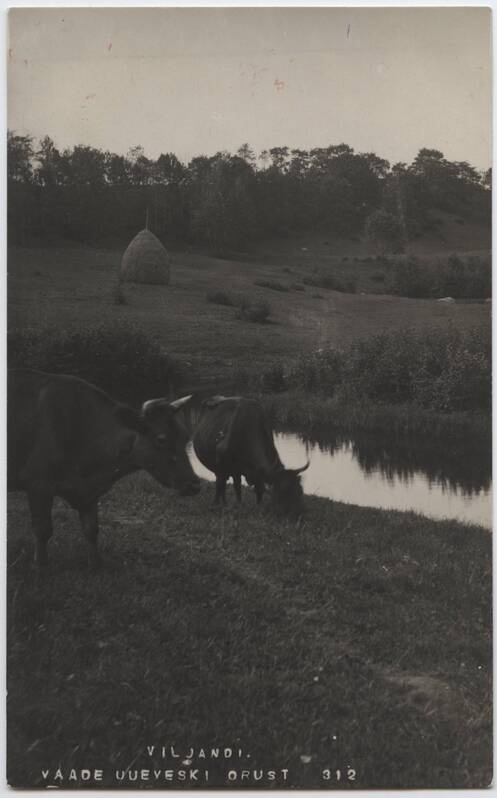 fotopostkaart, Viljandi, Uueveski org, oja, lehmad, u 1925, foto J. Riet