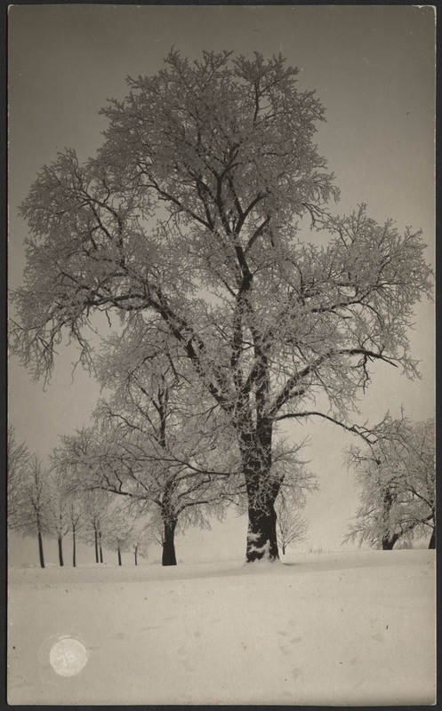 fotopostkaart, Viljandi, härmas puud, talv, u 1915, foto J. Riet