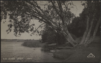 fotopostkaart, Viljandi, järve vastaskallas, mitmeharuline puu, järv, Viiratsi mägi, Tartu mnt, u 1920, foto J. Riet  duplicate photo