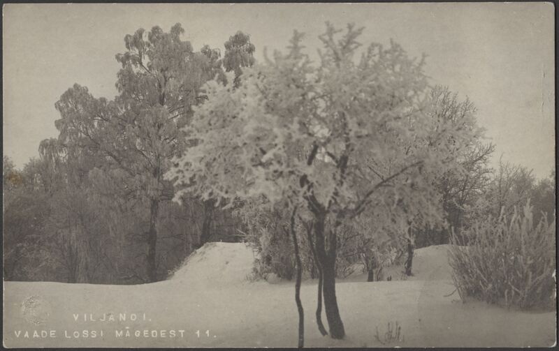fotopostkaart, Viljandi, lossipark, Kitsasmägi?, puud, põõsad, talv, u 1915, foto J. Riet