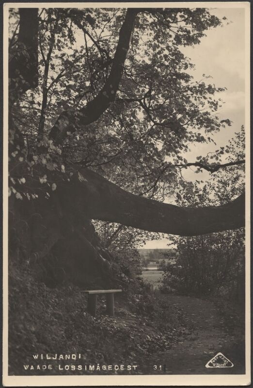 fotopostkaart, Viljandi, Valuoja org, kõver puu, teerada, pink, järv, lossipargi serv, u 1915, foto J. Riet
