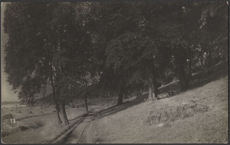 fotopostkaart, Viljandi, Kaevumäe nõlv, alumine osa?, järveäärne heinamaa, u 1915, foto J. Riet