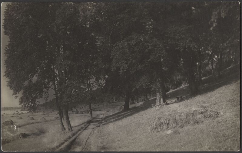 fotopostkaart, Viljandi, Kaevumäe nõlv, alumine osa?, järveäärne heinamaa, u 1915, foto J. Riet