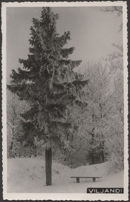 fotopostkaart, Viljandi, lossipark, pink, kuusk, puud, talv, u 1935  duplicate photo