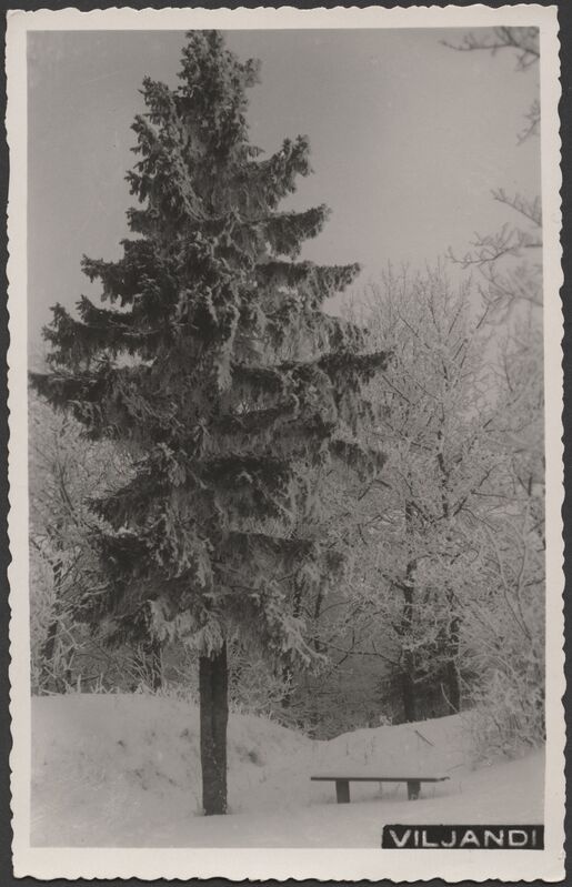 fotopostkaart, Viljandi, lossipark, pink, kuusk, puud, talv, u 1935