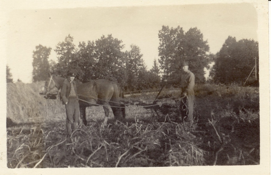 Kartulivõtmine hobumasinaga aretusjaama katsepõllul