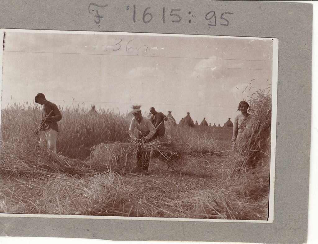 Töölised katsepõllul rukkist koristamas