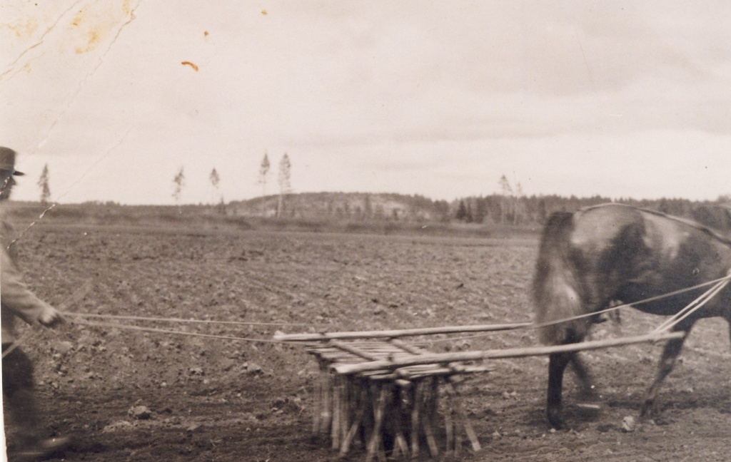 Metsavaht Jaan Valdmann Purtsi Niguri talu põllul karuäkkega äestamas