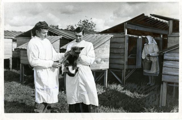 Lihula district in the Silver Base Farm of Zdanov-named Colhose