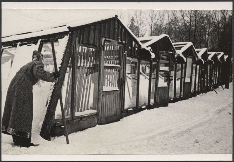 foto, Viljandi, Valuoja aiand, kasvuhooned, näärivana, 1971, Ugala teatri tulevase maja asukoht, F: E. Veliste