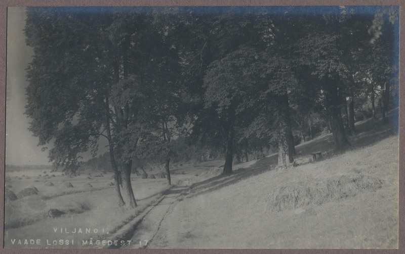 foto albumis, Viljandi, heinamaa, järv, u 1910 foto J. Riet
