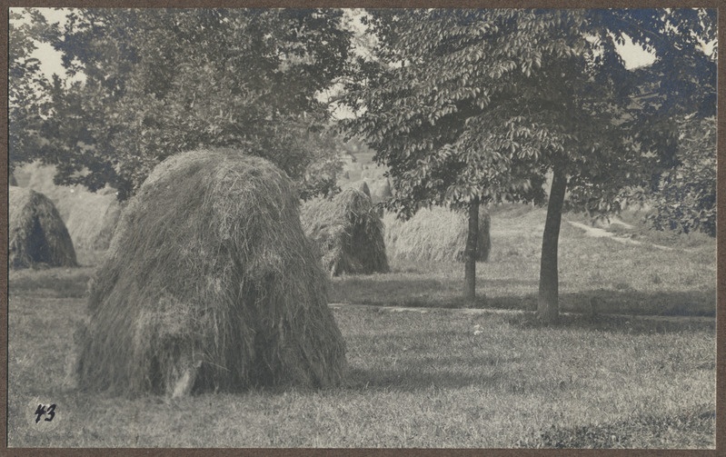 foto albumis, Viljandi, järveäärne heinamaa, u 1920, foto J. Riet