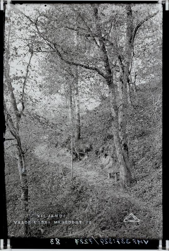 fotonegatiiv, Viljandi lossimäed, Suuroru nõlval teerada, pink, u 1920, foto J. Riet